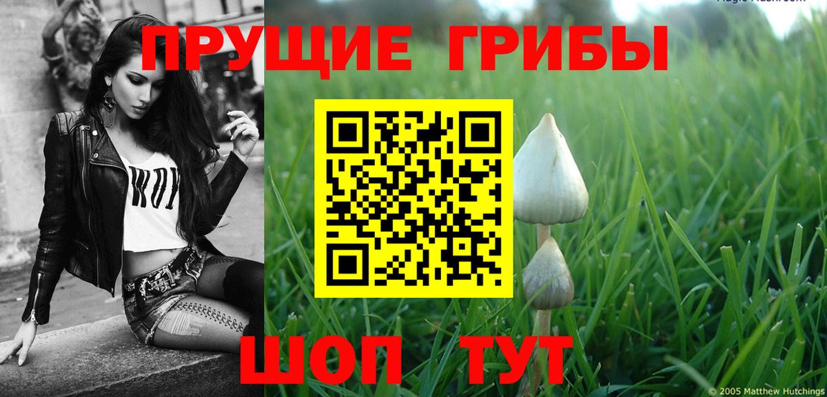 Галлюциногенные грибы Psilocybe Боровичи